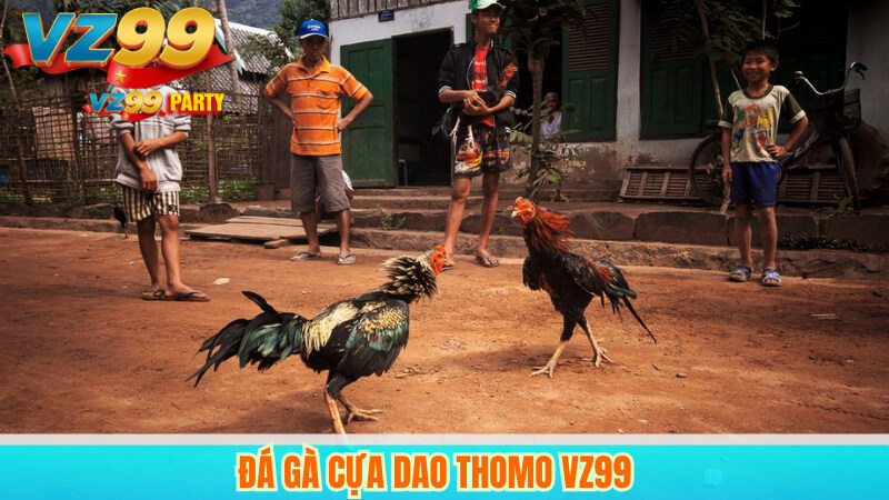 Đá gà cựa dao VZ99 – Trực tiếp và bình luận chuyên nghiệp 5 Đá gà cựa dao Thomo VZ99
