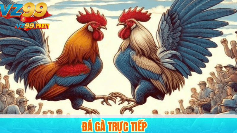 Đá gà VZ99: Sân chơi truyền thống kết hợp công nghệ hiện đại 2 Đá gà trực tiếp