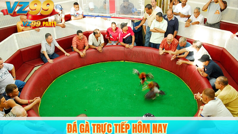 Đá gà VZ99: Sân chơi truyền thống kết hợp công nghệ hiện đại 4 Đá gà trực tiếp hôm nay.