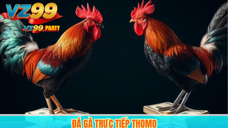 Đá gà VZ99: Sân chơi truyền thống kết hợp công nghệ hiện đại 3 Đá gà trực tiếp thomo