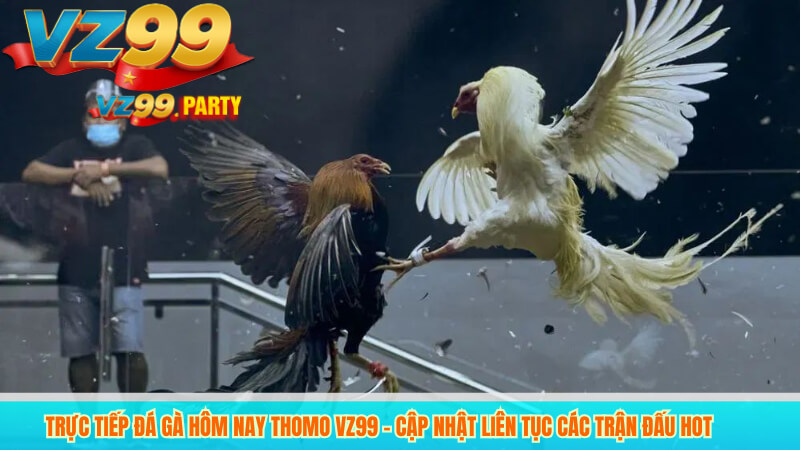 Trực tiếp đá gà hôm nay thomo vz99 – Cập nhật liên tục các trận đấu hot